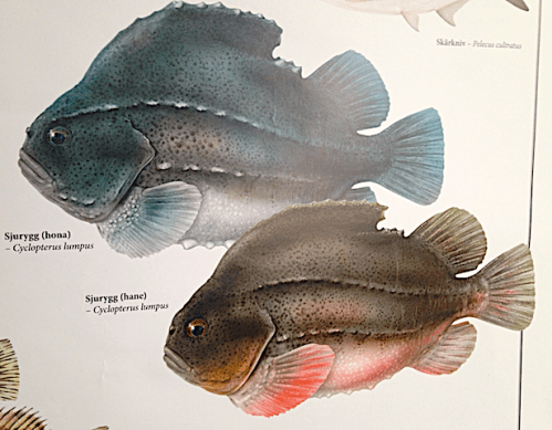 2 sjurygg hane o hona