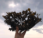 7 tångskål -mot&nbsp;moln