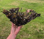 9 tångskål gräsmatta