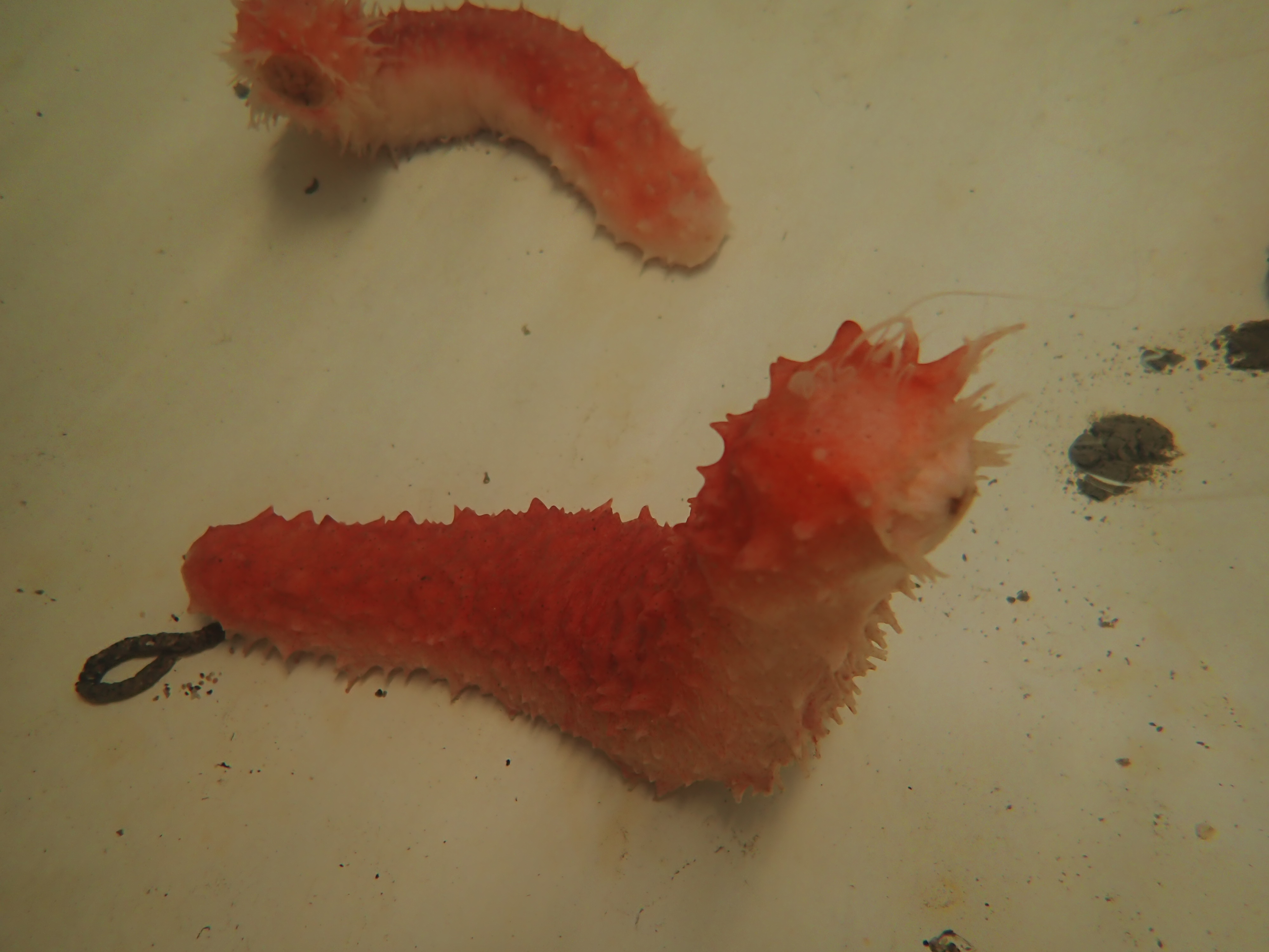 Foto: Ellen Schagersröm