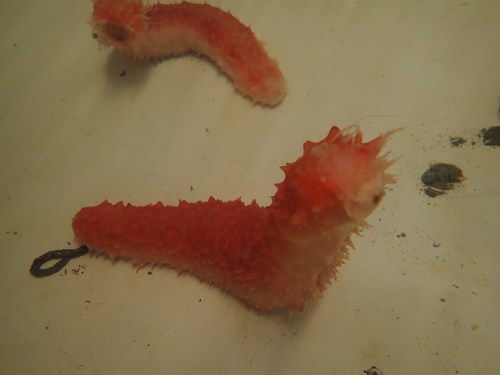 Foto: Ellen Schagersröm