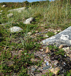 1 Lindholmen nedan strandråg&nbsp;20190715