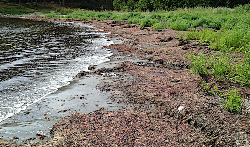 1 Saltö tångvall 201900705