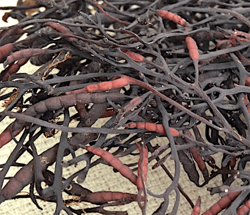 2 Ektång torkade flytblåsor