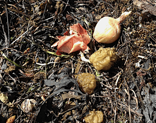 4 Colpmenia o lök 20190630