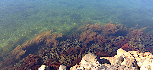 4 Sargassum Svallhagen 20160815