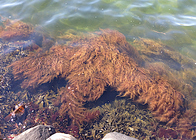 5 Sargassum 2015-07-04