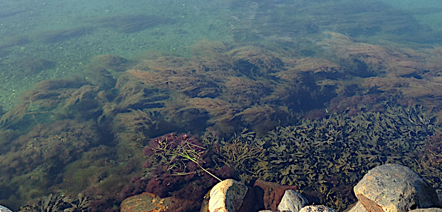 Strömmen går inåt 20190725 kl 8.55