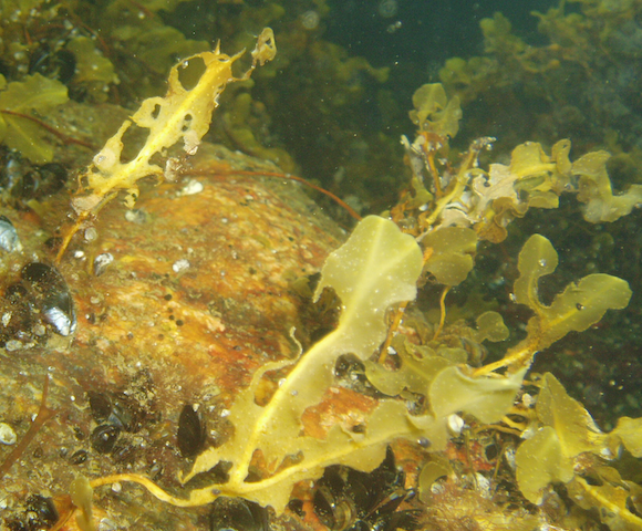 10 betskador på tång