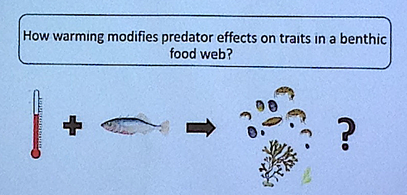 2 a Hur påverkar ökad temperatur näringskedjan?