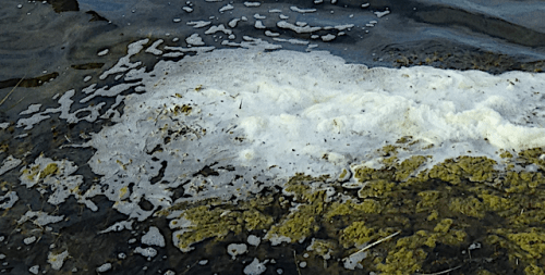 cyanobakterie ansamling