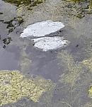 cyanobakterier, Lisö