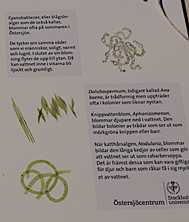 vanliga cyanobakterier i Östersjön
