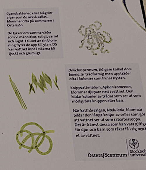 vanliga cyanobakterier i Östersjön