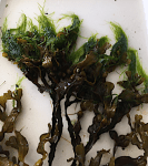 1 Grov tarmalg på&nbsp;blåstång