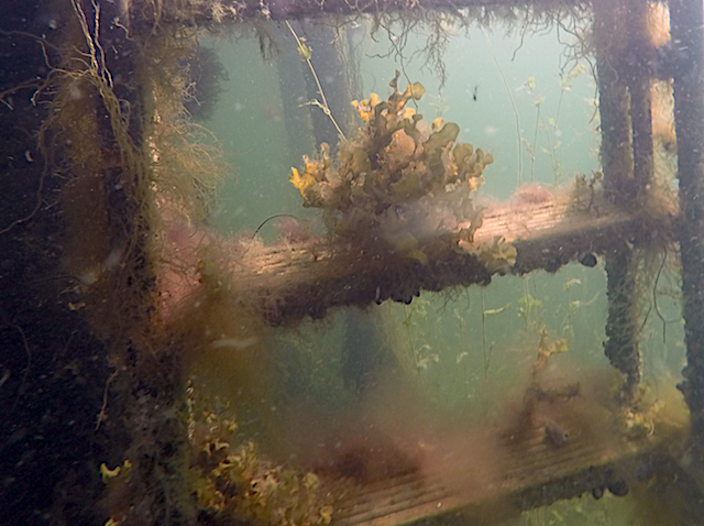 1. Violettslick 20170927