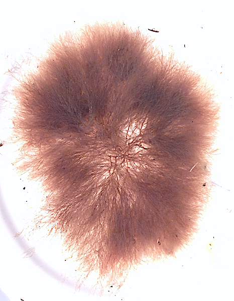 2 Violettslick höst