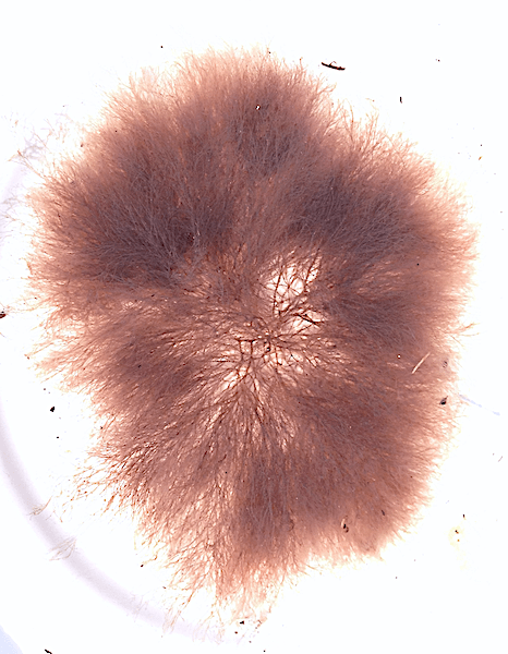 2 Violettslick höst