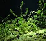 3 axsling o vattenväxter