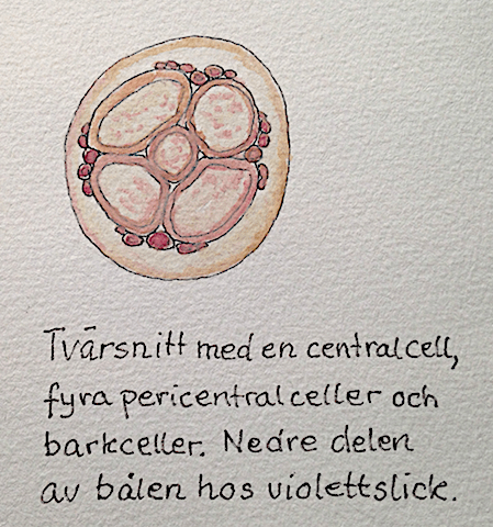 3 tvärsnitt violettslick