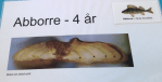 4 Abborre otolit 4&nbsp;år