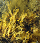 4 blåstång med&nbsp;smalskägg