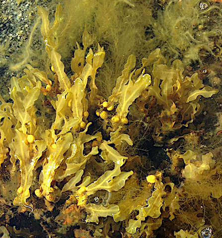 4 blåstång med smalskägg