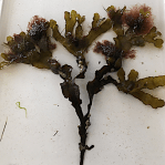 5 ullsläke påväxt på&nbsp;tång