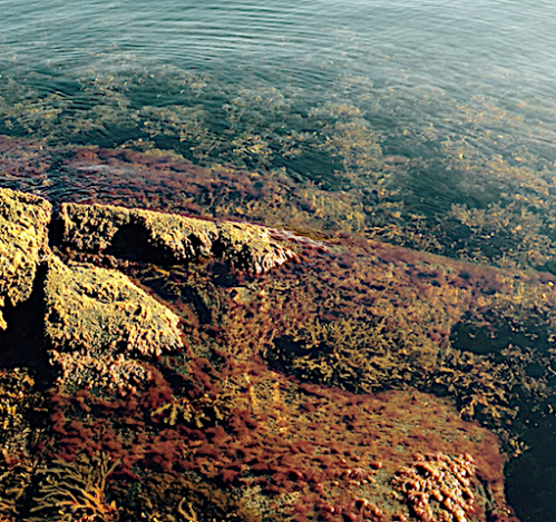 6 ullsläke bälte och tång oktober
