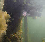 badstegen öronmanet 20180902