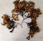 bild 4 Höstförökande blåstång, med fästskiva Askö&nbsp;sept.