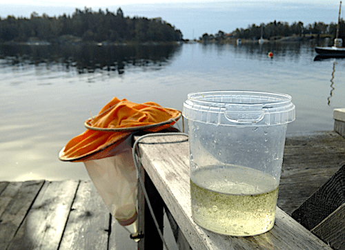 knippvattenblom 20190908