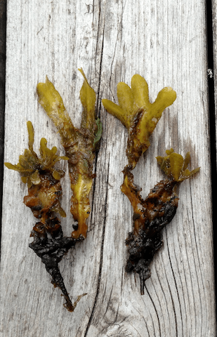 Unga tångplantor, med häxkvastar (kopia)