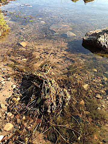 vattenväxter vid stranden20191013
