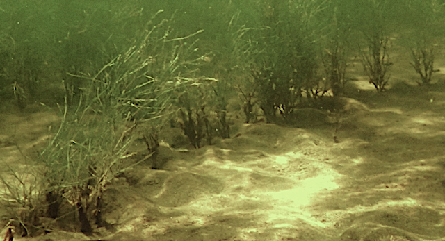 2 Borstnateskott i rad 20190411