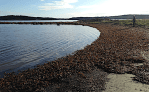 3.2 tångvall_Hasslebukten 20191028