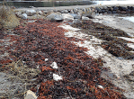 4 Tångvallar piren20191027