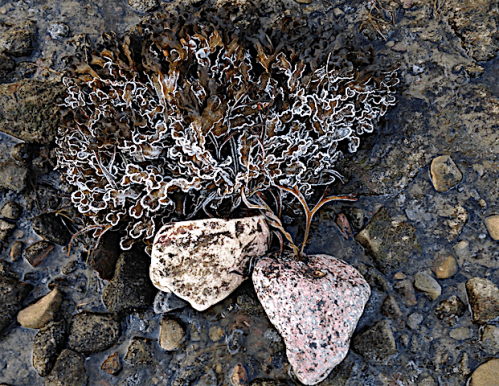 blåstång med rimfrost 20191130