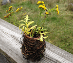 Knoppslingavas 20191124