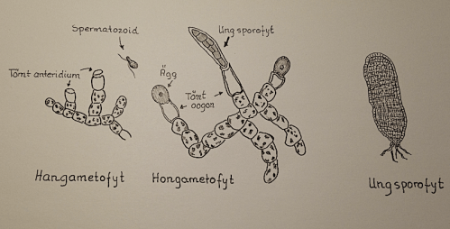 Laminaria digitata gametofyt stadier.