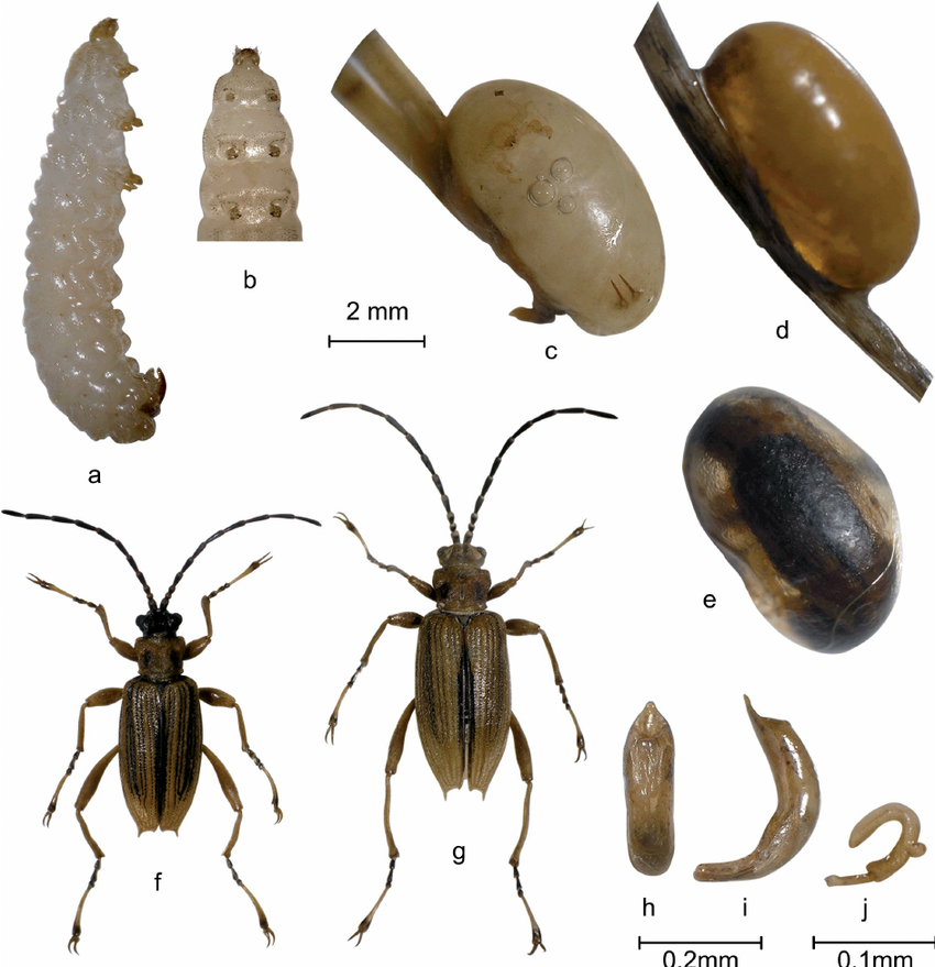 Macroplea-mutica-Fabricius-1792-a-b-Larva-a-Lateral-view-b-Ventral-view-of