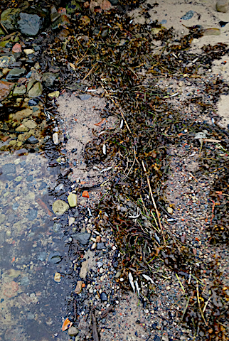 massor med döda spiggar20191127