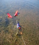 Tätt bestånd av&nbsp;Myriophyllum