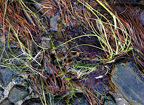 vattenväxter ceramium20191123