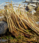 7 Monostroma grevillei iland&nbsp;20190406