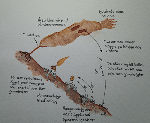 Livscykel skräppetare