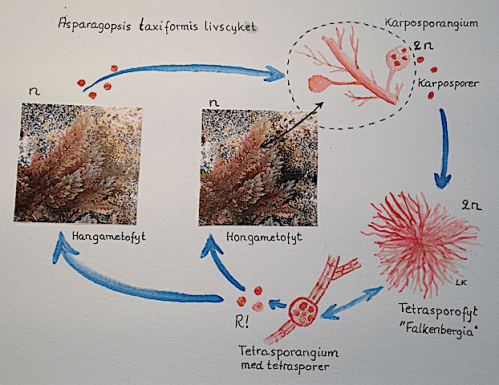 2 Asparagopsis taxiformis livscykel