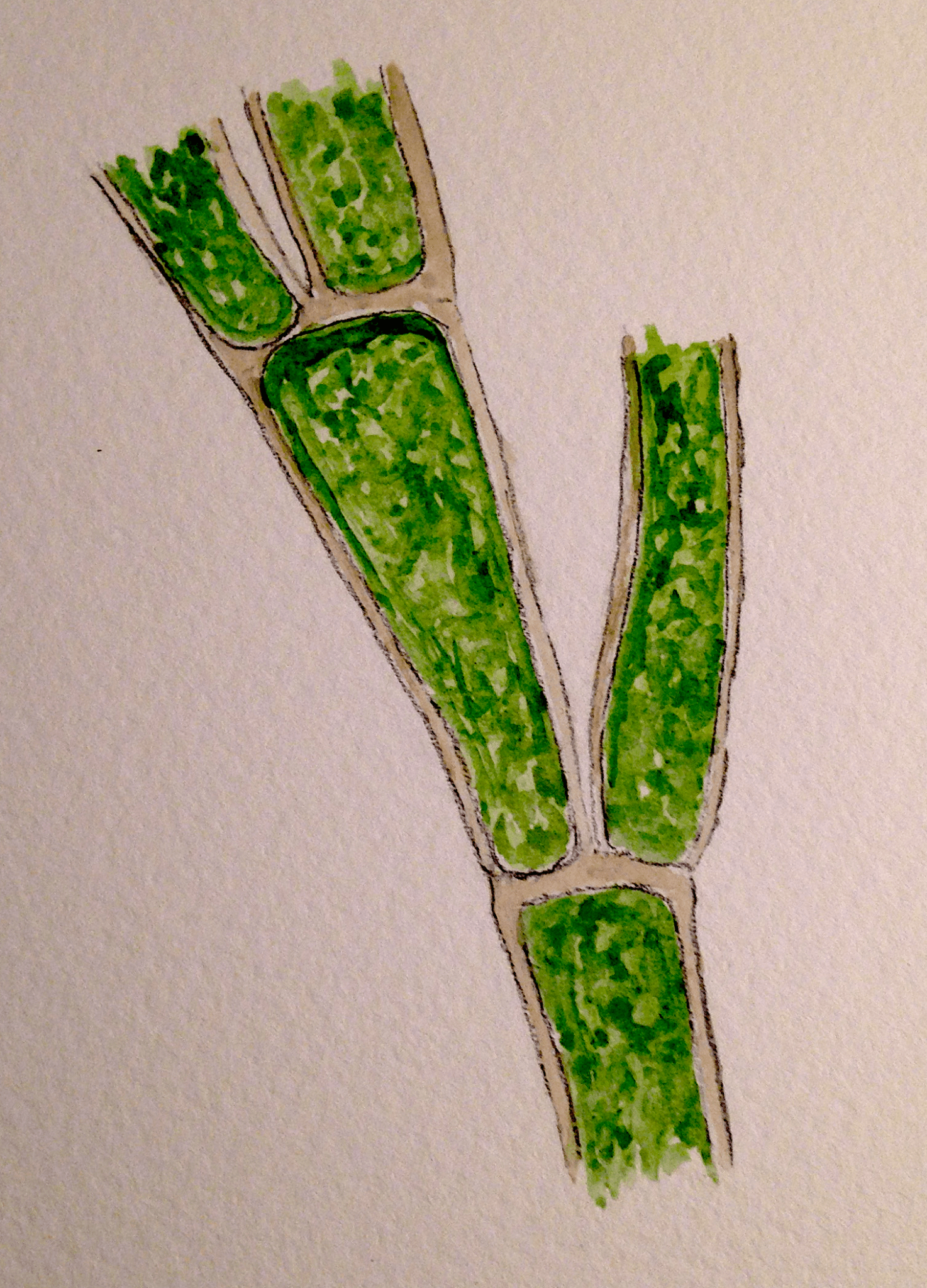 3Cladophora förgrening