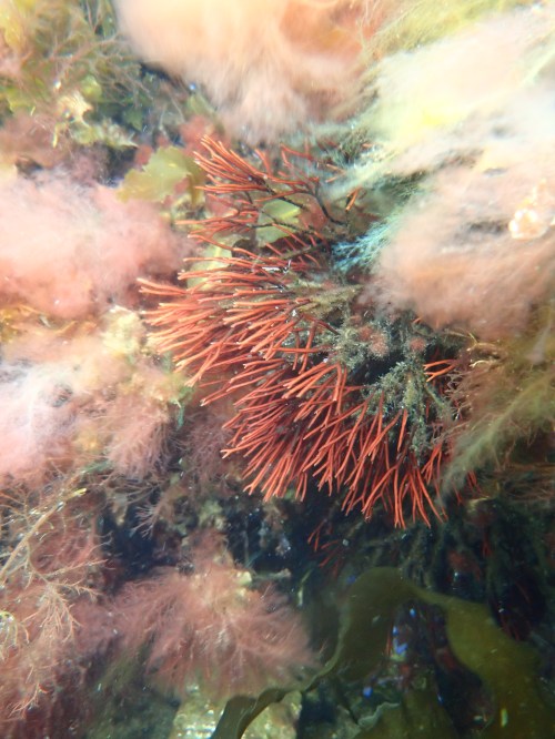 Foto: Ellen Schagerström