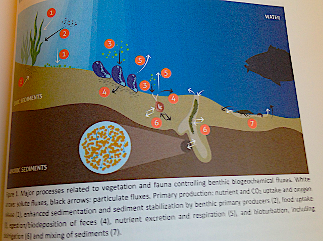 processer mellan botten-och vatten